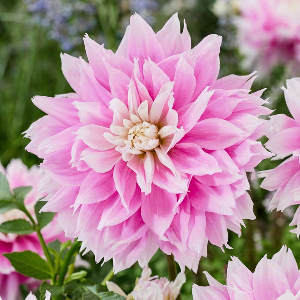 Dahlia 'Evanah'